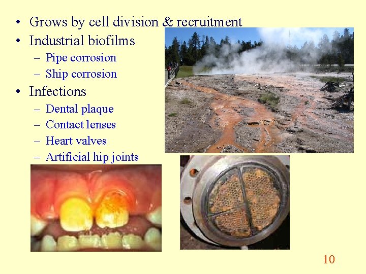  • Grows by cell division & recruitment • Industrial biofilms – Pipe corrosion