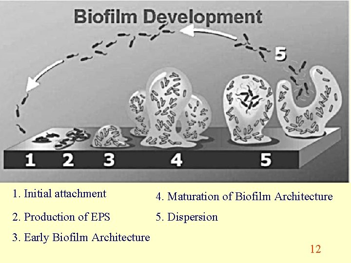 1. Initial attachment 4. Maturation of Biofilm Architecture 2. Production of EPS 5. Dispersion