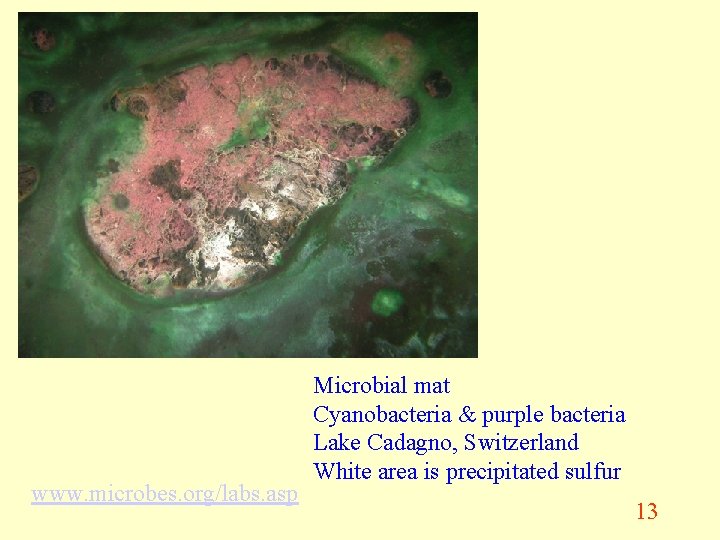 www. microbes. org/labs. asp Microbial mat Cyanobacteria & purple bacteria Lake Cadagno, Switzerland White