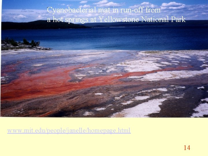 Cyanobacterial mat in run-off from a hot springs at Yellowstone National Park www. mit.