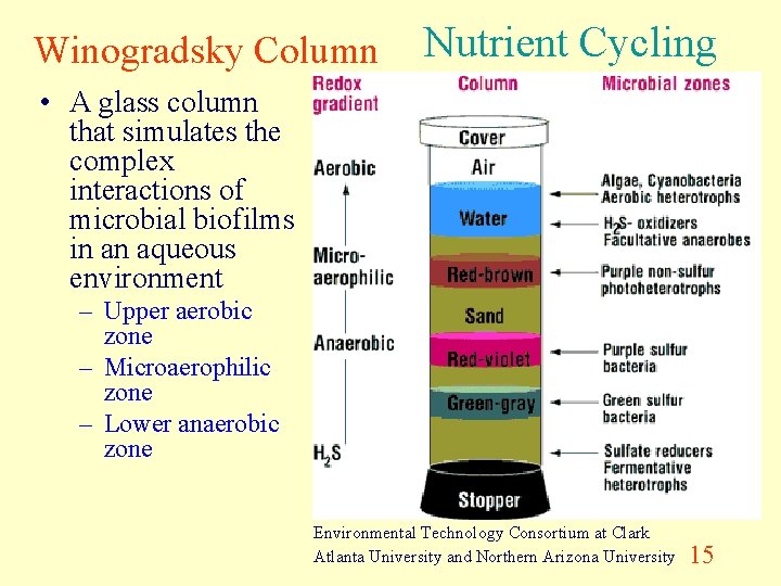 Winogradsky Column Nutrient Cycling • A glass column that simulates the complex interactions of