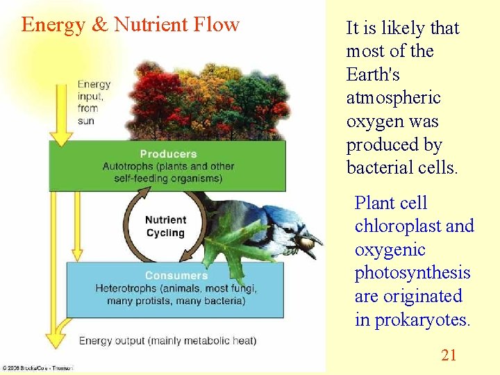 Energy & Nutrient Flow It is likely that most of the Earth's atmospheric oxygen