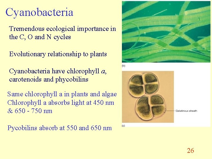 Cyanobacteria Tremendous ecological importance in the C, O and N cycles Evolutionary relationship to
