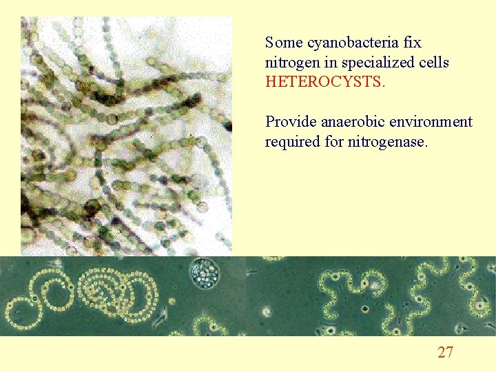 Some cyanobacteria fix nitrogen in specialized cells HETEROCYSTS. Provide anaerobic environment required for nitrogenase.