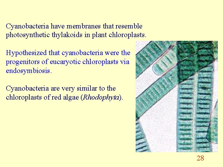 Cyanobacteria have membranes that resemble photosynthetic thylakoids in plant chloroplasts. Hypothesized that cyanobacteria were