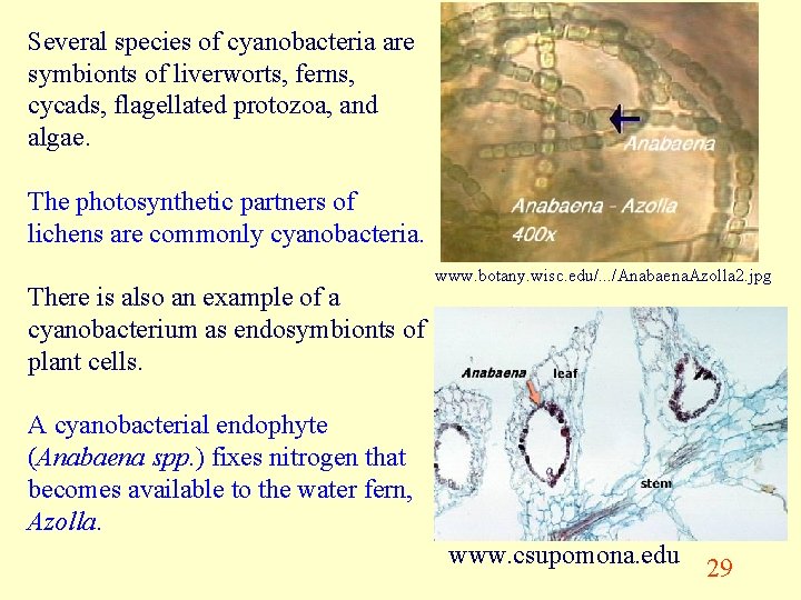 Several species of cyanobacteria are symbionts of liverworts, ferns, cycads, flagellated protozoa, and algae.