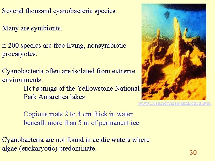 Several thousand cyanobacteria species. Many are symbionts. 200 species are free-living, nonsymbiotic procaryotes. Cyanobacteria