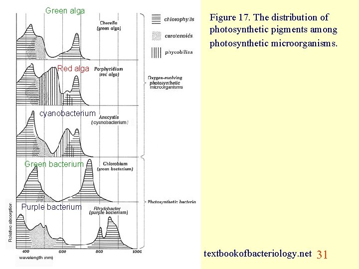 Green alga Figure 17. The distribution of photosynthetic pigments among photosynthetic microorganisms. Red alga