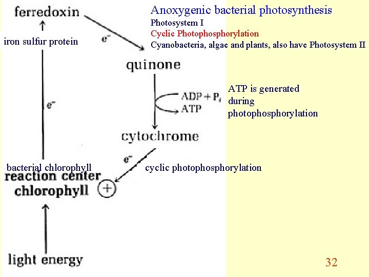 Anoxygenic bacterial photosynthesis iron sulfur protein Photosystem I Cyclic Photophosphorylation Cyanobacteria, algae and plants,