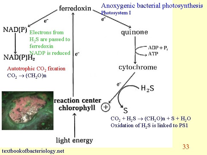 Anoxygenic bacterial photosynthesis Photosystem I Electrons from H 2 S are passed to ferredoxin
