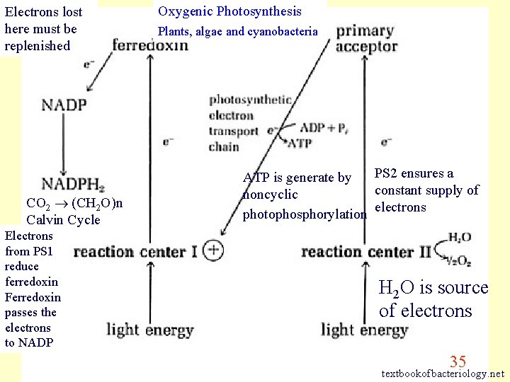 Electrons lost here must be replenished CO 2 (CH 2 O)n Calvin Cycle Electrons