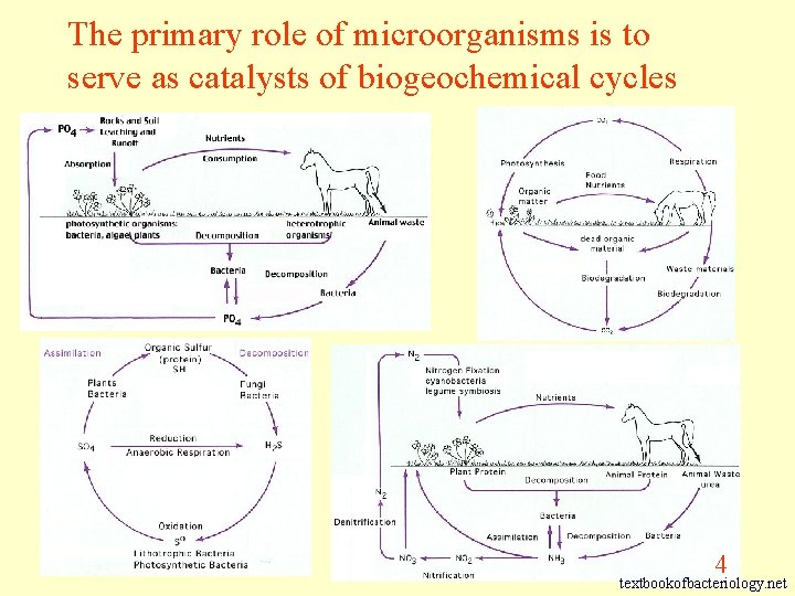 The primary role of microorganisms is to serve as catalysts of biogeochemical cycles 4