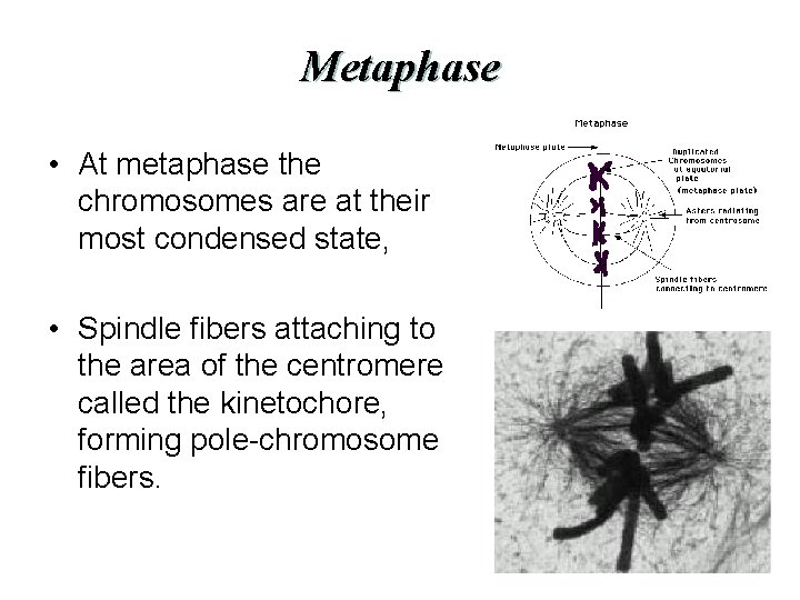 Metaphase • At metaphase the chromosomes are at their most condensed state, • Spindle