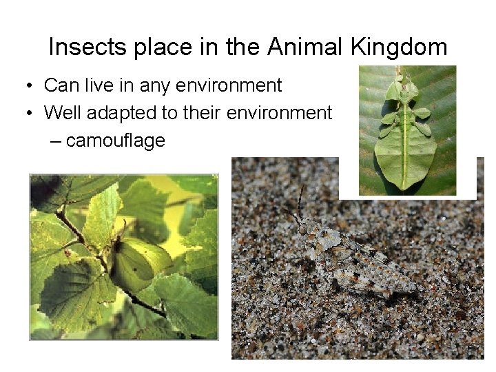 Insects place in the Animal Kingdom • Can live in any environment • Well