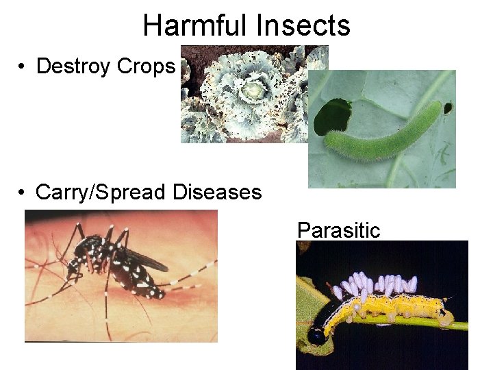 Harmful Insects • Destroy Crops • Carry/Spread Diseases Parasitic 