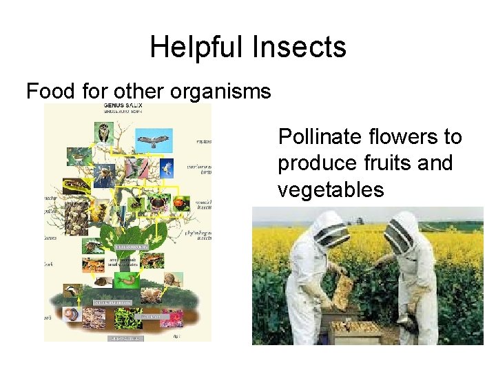 Helpful Insects Food for other organisms Pollinate flowers to produce fruits and vegetables Helpful Insects Food for other organisms Pollinate flowers to produce fruits and vegetables