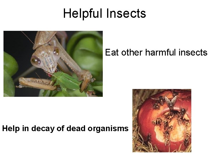 Helpful Insects Eat other harmful insects Help in decay of dead organisms 