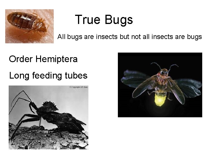 True Bugs All bugs are insects but not all insects are bugs Order Hemiptera