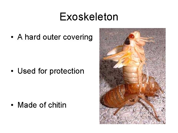 Exoskeleton • A hard outer covering • Used for protection • Made of chitin