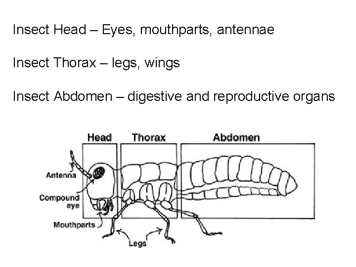 Insect Head – Eyes, mouthparts, antennae Insect Thorax – legs, wings Insect Abdomen –