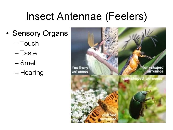 Insect Antennae (Feelers) • Sensory Organs – Touch – Taste – Smell – Hearing Insect Antennae (Feelers) • Sensory Organs – Touch – Taste – Smell – Hearing