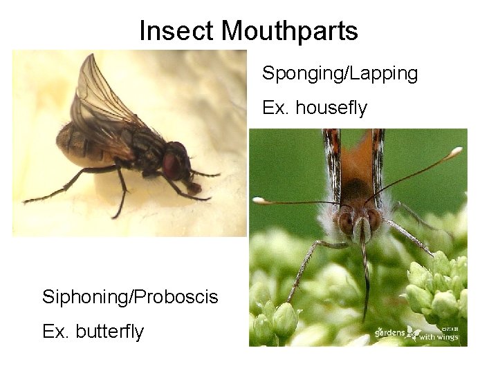 Insect Mouthparts Sponging/Lapping Ex. housefly Siphoning/Proboscis Ex. butterfly Insect Mouthparts Sponging/Lapping Ex. housefly Siphoning/Proboscis Ex. butterfly