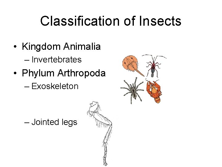 Classification of Insects • Kingdom Animalia – Invertebrates • Phylum Arthropoda – Exoskeleton –