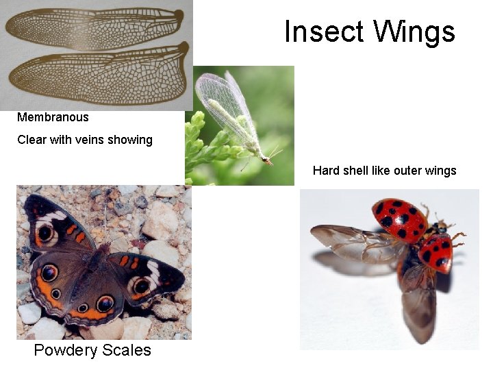 Insect Wings Membranous Clear with veins showing Hard shell like outer wings Powdery Scales Insect Wings Membranous Clear with veins showing Hard shell like outer wings Powdery Scales