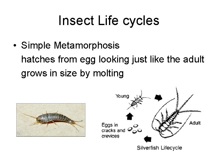 Insect Life cycles • Simple Metamorphosis hatches from egg looking just like the adult