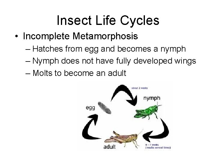 Insect Life Cycles • Incomplete Metamorphosis – Hatches from egg and becomes a nymph