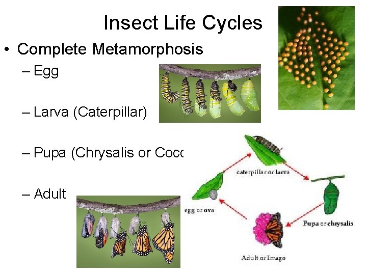 Insect Life Cycles • Complete Metamorphosis – Egg – Larva (Caterpillar) – Pupa (Chrysalis