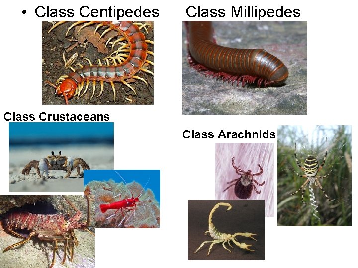  • Class Centipedes Class Millipedes Class Crustaceans Class Arachnids 