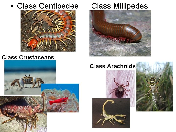 • Class Centipedes Class Millipedes Class Crustaceans Class Arachnids • Class Centipedes Class Millipedes Class Crustaceans Class Arachnids