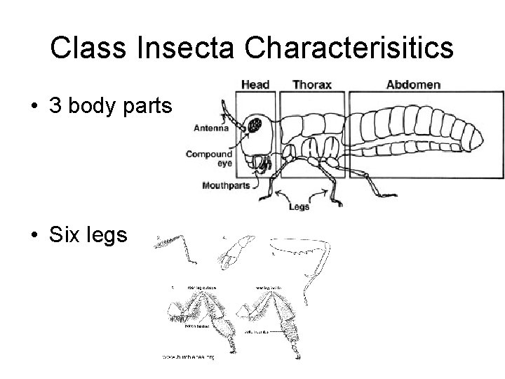 Class Insecta Characterisitics • 3 body parts • Six legs Class Insecta Characterisitics • 3 body parts • Six legs