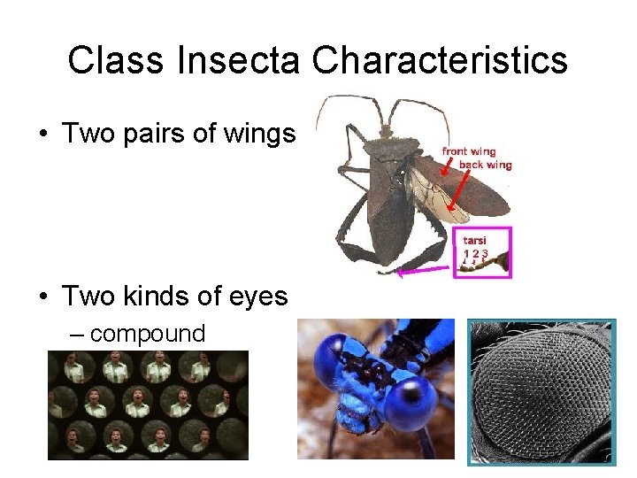 Class Insecta Characteristics • Two pairs of wings • Two kinds of eyes –