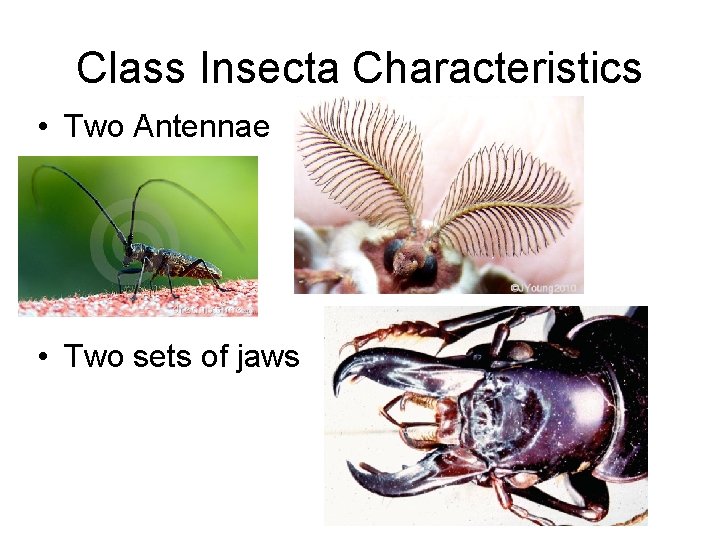 Class Insecta Characteristics • Two Antennae • Two sets of jaws Class Insecta Characteristics • Two Antennae • Two sets of jaws