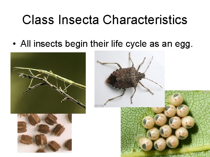 Class Insecta Characteristics • All insects begin their life cycle as an egg. 