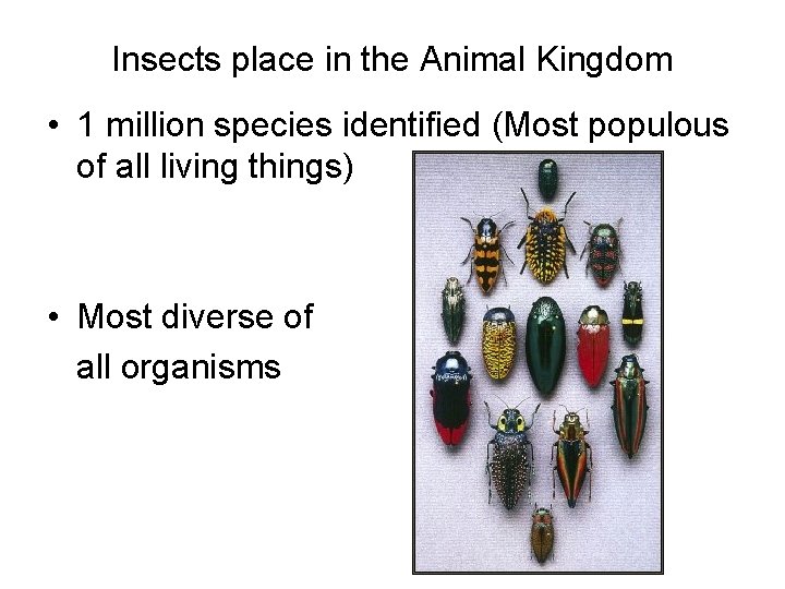 Insects place in the Animal Kingdom • 1 million species identified (Most populous of