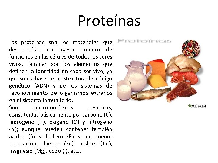 Proteínas Las proteínas son los materiales que desempeñan un mayor numero de funciones en