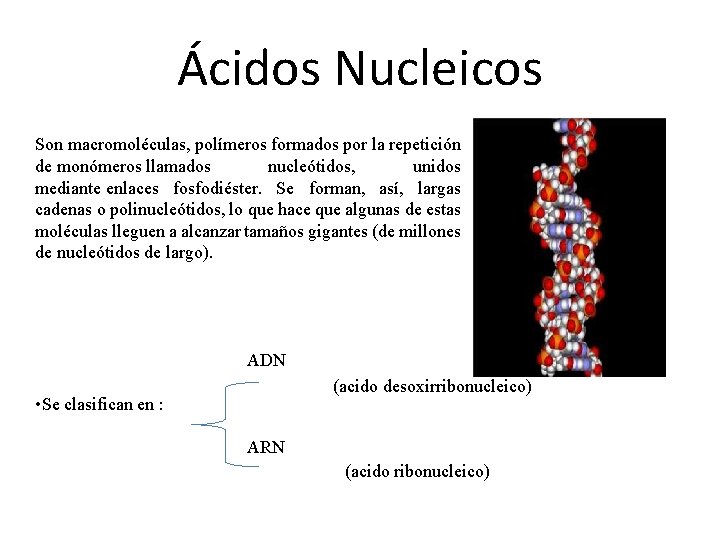 Ácidos Nucleicos Son macromoléculas, polímeros formados por la repetición de monómeros llamados nucleótidos, unidos