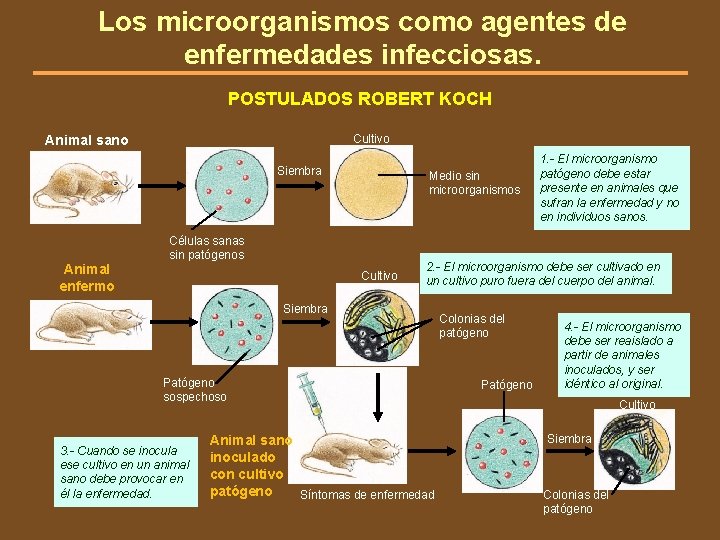 Los microorganismos como agentes de enfermedades infecciosas. POSTULADOS ROBERT KOCH Cultivo Animal sano Siembra