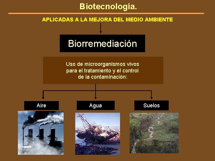 Biotecnología. APLICADAS A LA MEJORA DEL MEDIO AMBIENTE Biorremediación Uso de microorganismos vivos para