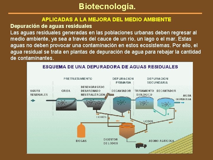 Biotecnología. APLICADAS A LA MEJORA DEL MEDIO AMBIENTE Depuración de aguas residuales Las aguas