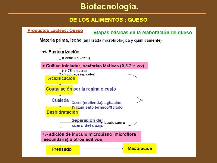 Biotecnología. DE LOS ALIMENTOS : QUESO 