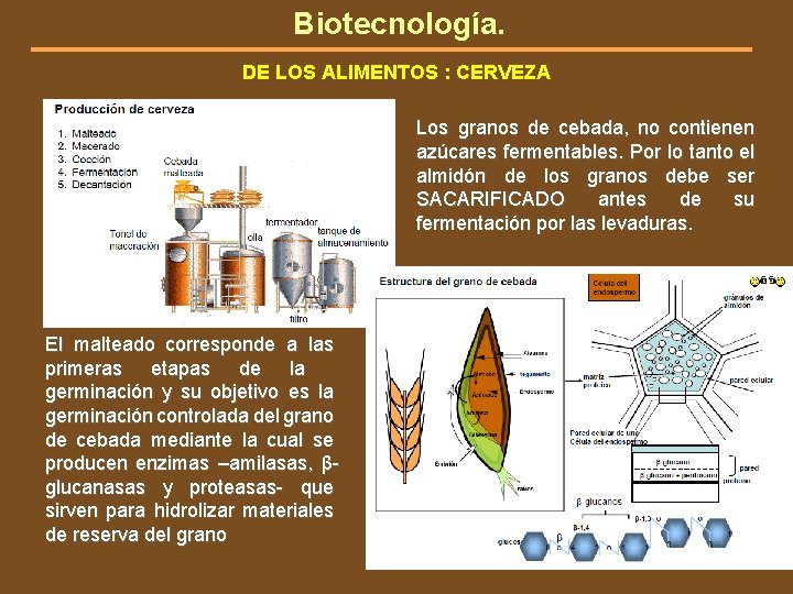 Biotecnología. DE LOS ALIMENTOS : CERVEZA Los granos de cebada, no contienen azúcares fermentables.