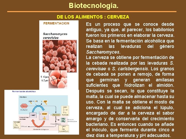 Biotecnología. DE LOS ALIMENTOS : CERVEZA Es un proceso que se conoce desde antiguo,
