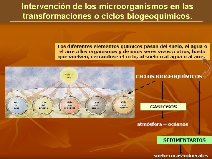 Intervención de los microorganismos en las transformaciones o ciclos biogeoquímicos. 