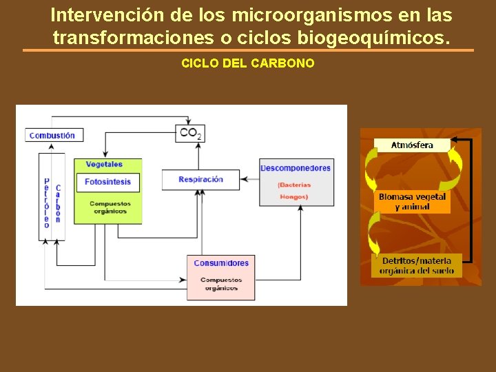Intervención de los microorganismos en las transformaciones o ciclos biogeoquímicos. CICLO DEL CARBONO 
