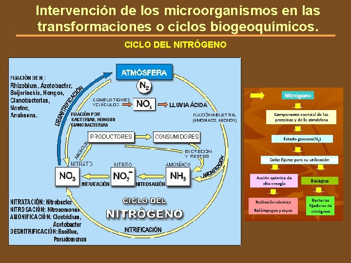 Intervención de los microorganismos en las transformaciones o ciclos biogeoquímicos. CICLO DEL NITRÓGENO 