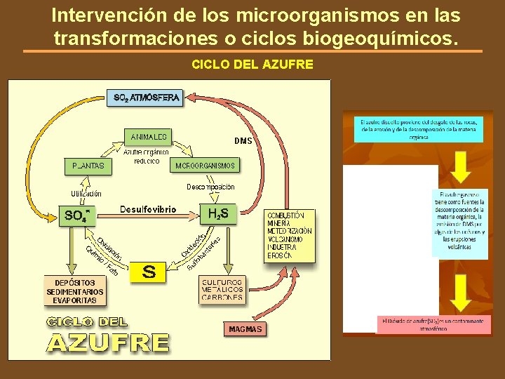 Intervención de los microorganismos en las transformaciones o ciclos biogeoquímicos. CICLO DEL AZUFRE 